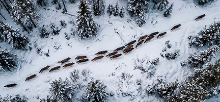 Учёт животных